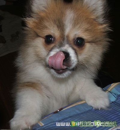 转让漂亮的小狐狸狗-家有宠物-杭州19楼